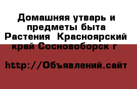 Домашняя утварь и предметы быта Растения. Красноярский край,Сосновоборск г.